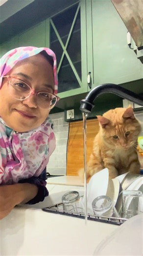 Kucing Seronok dengan Air Fountain Baru