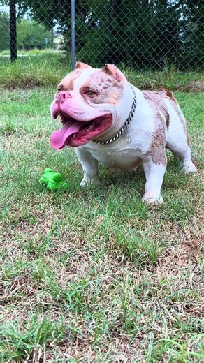 🔥🔥And the Merle Legacy continues at All Da Way Up Bullys🔥🔥#merle #merlebully #exoticbullypuppies #dog #puppy
