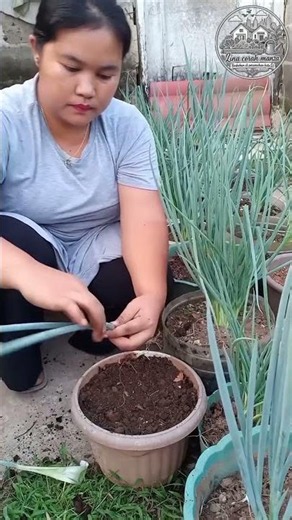 How to grow & care for green onions👍Urban residential gardening🏘️