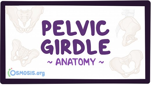 Anatomy of the pelvic girdle: Video, Causes, & Meaning | Osmosis