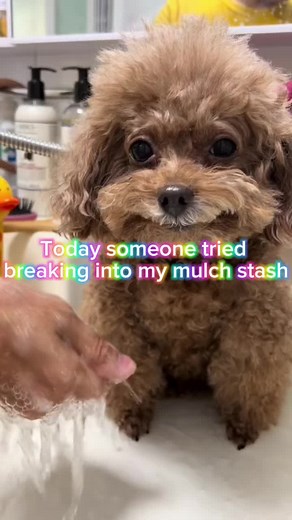 The Humor of Mulchgang: A Nonsensical Journey