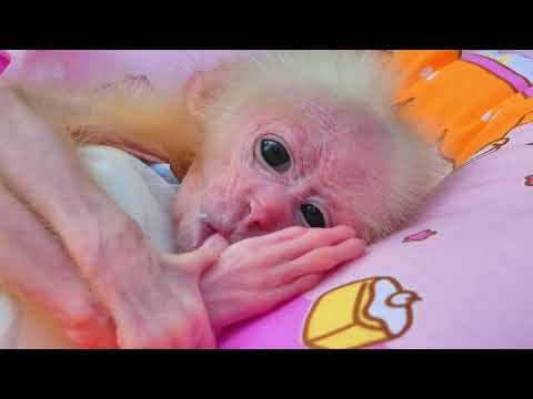 Baby monkey sleeping and abandoned by mother