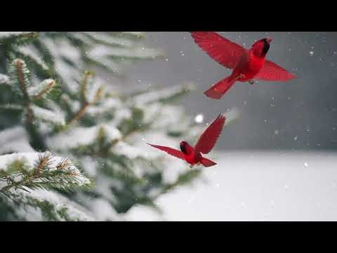 CAT TV - Hummingbirds for cats to watch 1 Hour 🐈 🐤 Hummingbirds Cat Games Mix