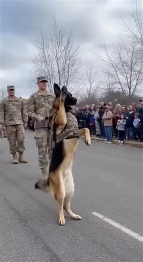 Legendary military K9 control in the world 🎖️🐕‍🦺