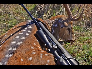 Axis Deer Hunting West Texas