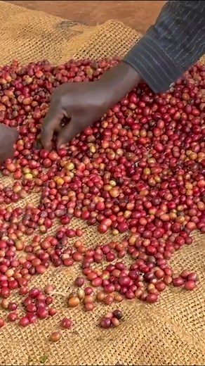 In Kenya, wet mills are "coffee factories," and you'll find that there are many steps taken in these spaces before the seeds are dried and prepared for export. In fact, the sorting and processing stages are crucial for the final cup. 🍒 Watch in full: https://library.sweetmarias.com/kenya-coffee-practices-processing-quality/ #sweetmarias #GreenCoffee #homeroasting #specialtycoffee #singleorigincoffee | Sweet Maria's Coffee