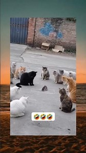 #memes #funny #sittingonthedockofthebay #warungmadura #cat #catfails #cats #catvideos