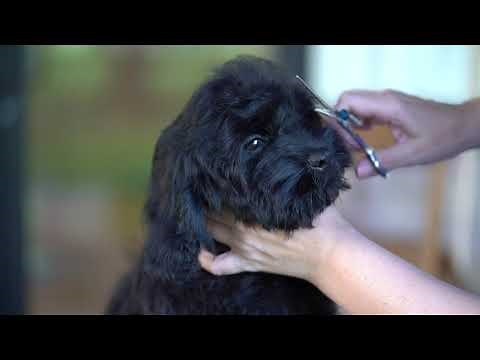 Cockapoo Puppy First Groom and Ducklings!