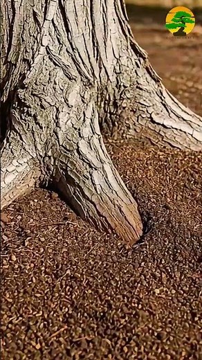 Sugar Maple Care Guide (Acer saccharum) | How to Grow Healthy Fall Color Trees