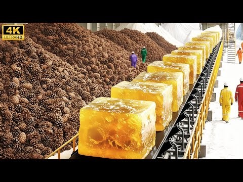 Inside a Massive Modern Pine Processing Factory | Resin, Pine Nuts & Timber (Full Process)