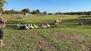 9 Month Old Kangal Currently a serious risk to poultry PHASE 1 E COLLAR MASTER CLASS "VIBRATE" 🐕‍🦺 Overview Origin: Sivas Province, central Turkey Primary Role: Livestock guardian dog (LGD) Typical Weight: 50–80 kg Height: 70–85 cm (at the shoulder) Temperament: Calm, loyal, independent, deeply protective The Kangal is bred for centuries by Turkish shepherds to guard sheep and goats from wolves, bears, and jackals & Fox!!! — not by attacking first, but by deterring and confronting only when ne