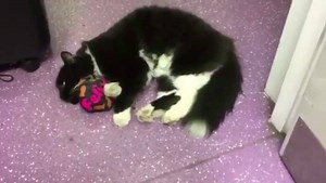 97K views · 6.2K reactions | What time is it? PLAYTIME! | The Huddersfield Station Cats | Facebook