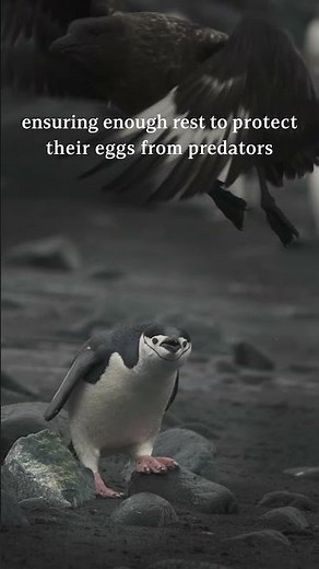 Penguin Awareness Day 2024 | Lindblad Expeditions