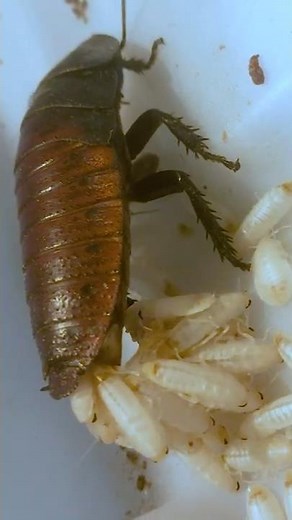 Reprodução das baratas #SHORTS