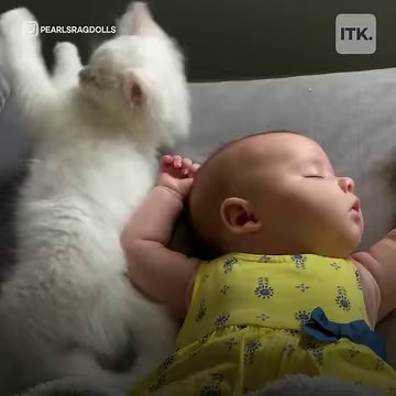 206K views · 3.2K reactions | This mamma cat brings her kitten over to play with a baby. They'll be best of friends! Check out more trending stories on ITK: https://bit.ly/39pSMAR | In The Know | Facebook