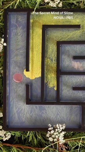 20K views · 560 reactions | Who says you need brains to be smart? Extremely primitive life-forms called slime molds can navigate mazes, choose between foods, and create efficient networks—no brain required. #ScienceExperiments #ScienceFacts #ScienceLover #SlimeMold #Neurology | NOVA l PBS | Facebook
