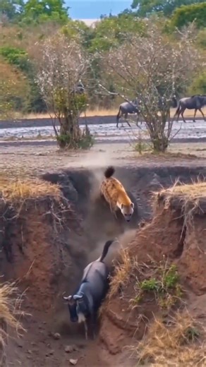 Hyena Pushes Wildebeest Into A Deadly Drop #hyena #wildebeest #wildlife