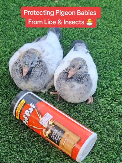 Protecting Pigeon Babies from Lice and Insects