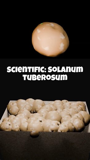 Everyday Vegetables & Their Scientific Names 🍅🌿 #3danimation