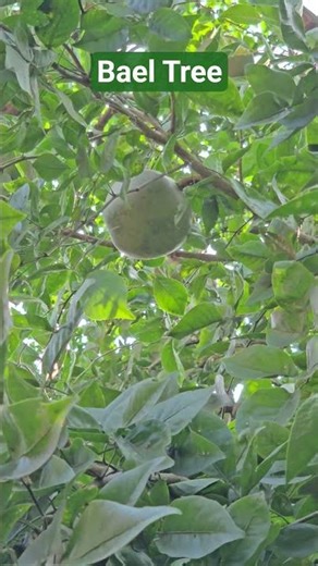 Bael (Bel ka ped) Tree #nature #yt #believe #belpatra #belkasharbat