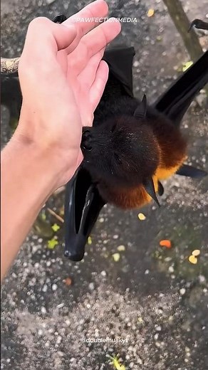 Meet the Puppy With Wings – The Flying Fox! 😍