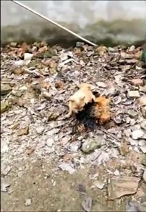 Animal Battle Royale