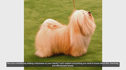 Havanese Dogs: Everything You Need to Know!