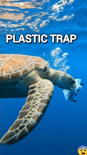 SHOCKING: Turtle Trapped in Plastic 🐢 | Diver Rescue in the Ocean