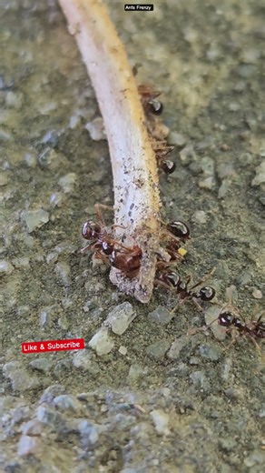 Ants and the Marrow!!