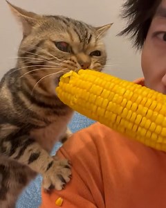 Cat loves eating vegetables🥦🍠🌽 | Bloom