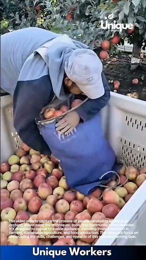 Harvesting apples: people harvesting apples in an orchard