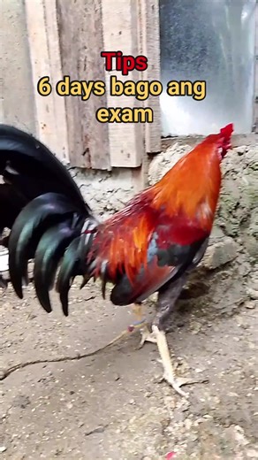 77K views · 1.5K reactions | Tips six days bago g@ganapin ang exam #pelove #backyardbreeder #noanimalswereharmedinthispost #backyardfarmer | Murans Backyard 2.0 | Facebook