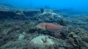 5.9K views · 293 reactions | Since we are all unable to travel at the...