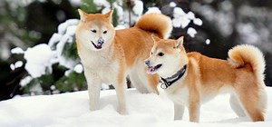 13 Japanese dog breeds: get to know them all