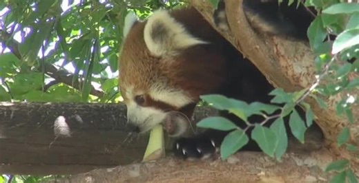 First peak at zoo’s cutest babies