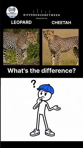 Leopard vs Cheetah 🐆 The Difference Explained