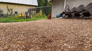 57 reactions · 22 shares | Mojo: https://poainc.org/adoptable-dogs/mojo-2/ Mojo has gotten zero interest so far. We’re wondering if it’s because folks are concerned about his bow legs impacting how he gets around - so maybe this video will help allay those fears. (Sorry it’s so short but he moves really fast lol) | Protectors of Animals | Facebook