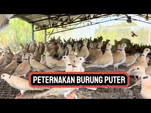 PETERNAKAN BURUNG PUTER