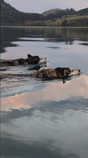 Two huskies complete impressive long-distance swim in British Columbia, Canada