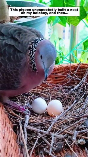This pigeon unexpectedly built a nest on my balcony, and then...