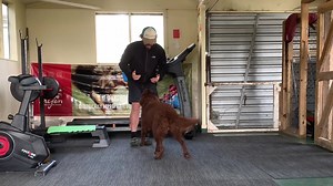 SMART CUES OR COMMANDS OR WHATEVER YOU LIKE TO CALL THEM. A cue is a signal to the dog that if they perform a behaviour, there will be a consequence. Take ‘sit’ for example. The word sit usually paired with a hand lured over the dog’s nose signals to the dog that if they put their bum on the floor they’ll get something tasty. So ’sit’ becomes a cue to put buns on floors. We often only think about verbal cues but literally anything can be a cue. most dogs get excited to go on a walk. Why? Because