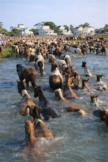 A coastal tradition unlike any other Each summer, the quiet shores of Chincoteague Island come alive with one of the most beloved traditions on the East Coast. The Chincoteague Pony Swim draws visitors from around the world, all eager to witness a remarkable blend of history, community spirit, and natural beauty. How It All Began The Pony Swim has its roots in the early 20th century, when local watermen began rounding up the wild ponies that roamed nearby Assateague Island. The annual swim becam