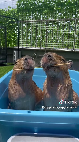 Visit Capiness: Adorable Capybara Café in Tokyo