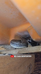A principal doença transmitida por morcegos é a raiva, que pode ser transmitida por mordidas ou arranhões. Além da raiva, os morcegos também podem transmitir a histoplasmose, causada pela inalação de esporos de fungos presentes nas fezes de morcegos! #aula #biologia #vidanocampo | Rei Das Serpentes