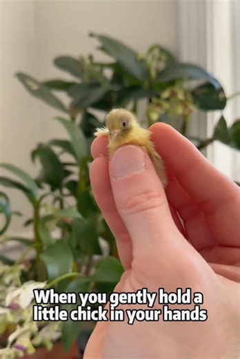 Discover the Colorful Painted Quail