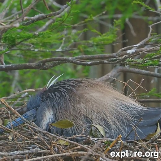 The herons are nesting! Mom shows off her beautiful blue eggs. | explore.org