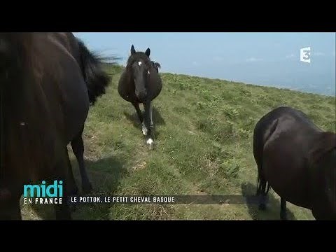 Le pottok, le petit cheval basque