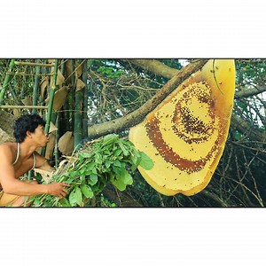 6K views · 214 reactions | Survival In The Rainforest - Lucky to meet the big bee | Quant-Amber TH | Facebook