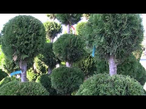 Choosing Topiaries For The Landscape