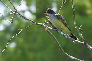 Eastern Kingbird